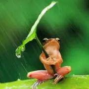 じゃんぼ