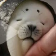 やんやんの画像