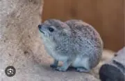 ★の画像
