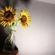 chaserの画像