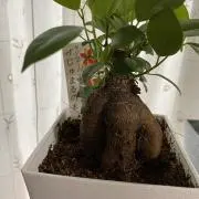 Mの画像