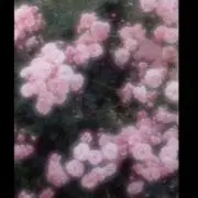 ひなの画像