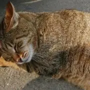 まついちだの画像