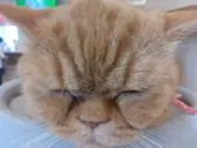 どすこいの画像