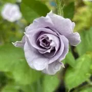 blueroseの画像