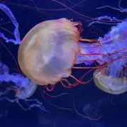 深海のクララの画像