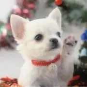 ペコ