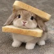 tomoの画像