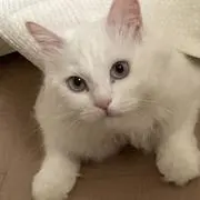 MOMOの画像
