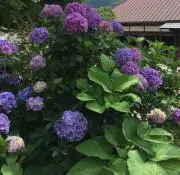 なやの画像