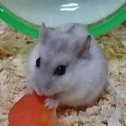 ★りんこ★プロフ必読の画像