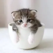 じぇしかの画像