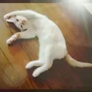 ぎんじろうの画像