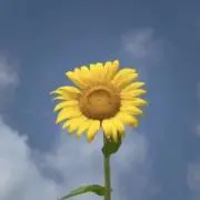 うちなーちゅ