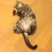 ネッコ