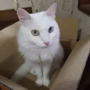 こじろう