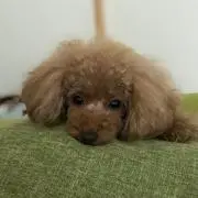 ひろゆな