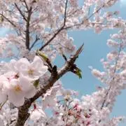 さくらの画像