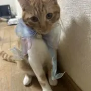 ぱんの画像