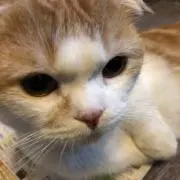 マサノ