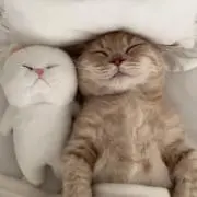 ゆきち