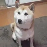 ワンワン☆o(≧▽≦)oの画像