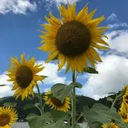 チロルチョコの画像