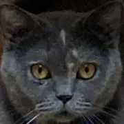 あゆ太