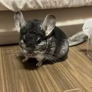 はなちゃん
