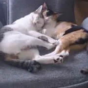 スゴウの画像