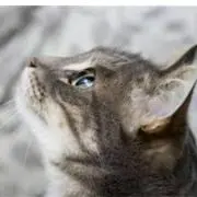 さくらゆきの画像