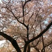 むむの画像