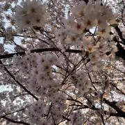 ころの画像