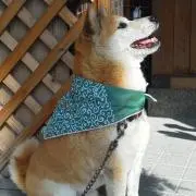 ポンタの画像