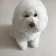 おもちの画像