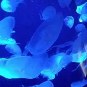 ゆかりんとう★プロフ必読