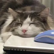 QP_プロフご一読くださいの画像