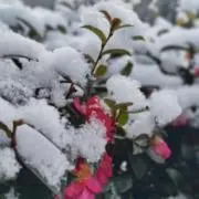 しらすの画像