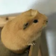 うるち
