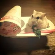まめたん(♡´▽`♡)