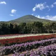 NoPeの画像