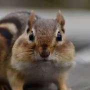 しょうがの画像