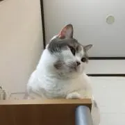 こっちゃんの画像