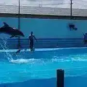 Chokoの画像
