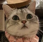 さくぱんの画像