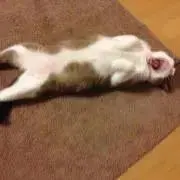 キース