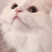 雛の画像