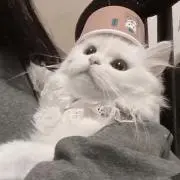 ✧の画像