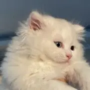 mochiの画像