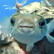 よっちこっちの画像